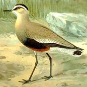 Sociable Lapwing